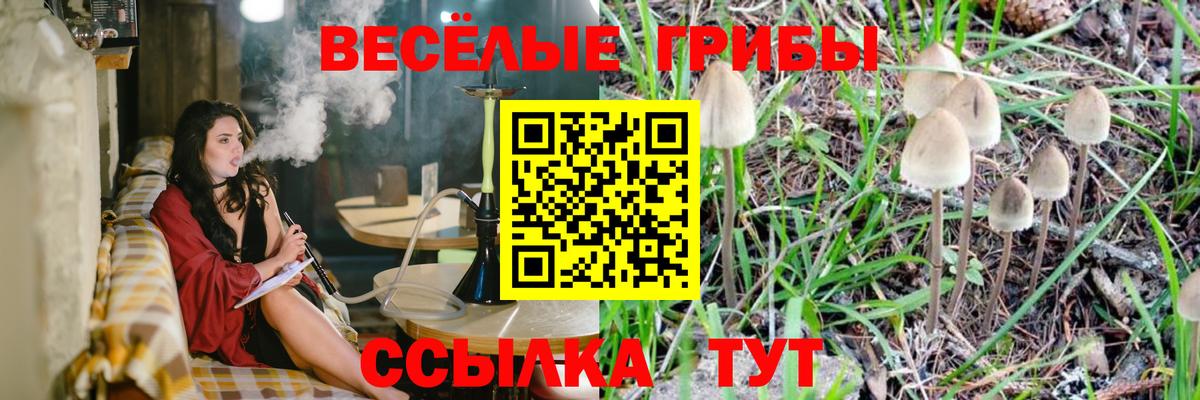 Псилоцибиновые грибы Psilocybe Канаш